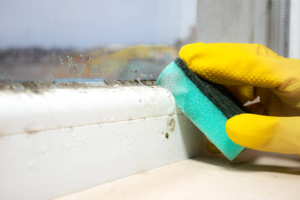 Best Toxic Mold Removal  in North Massapequa, NY