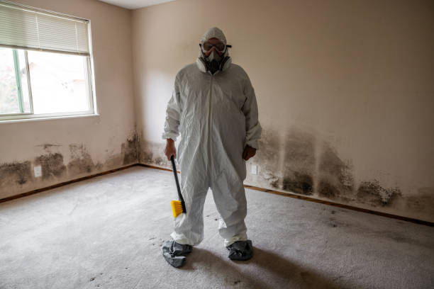 Best Mold Damage Repair  in North Massapequa, NY