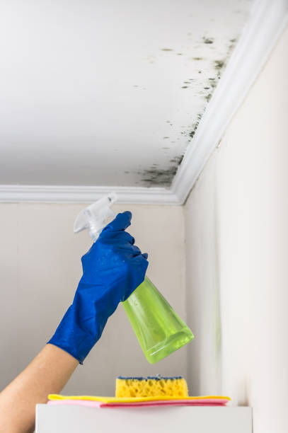 Best Attic Mold Removal  in North Massapequa, NY